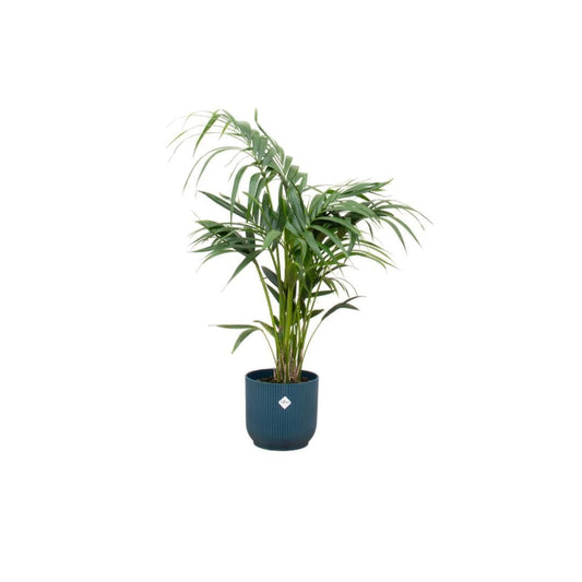 Kentia-Palme im Elho Vibes Fold Runden Topf Blau Ø25cm - Höhe 130cm - grüne-wurzel