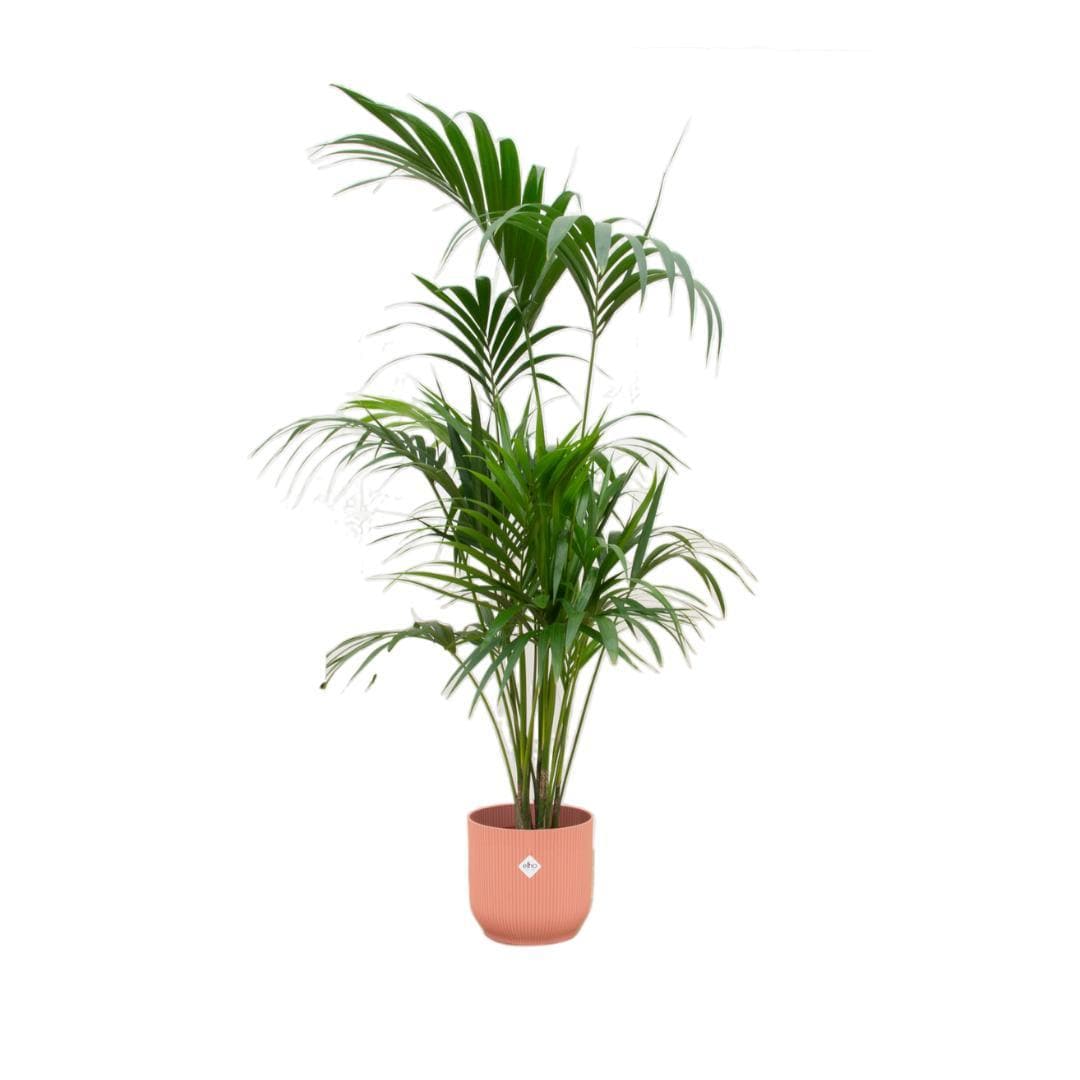 Kentia Palme im Elho Vibes Fold Runden Topf Rosa Ø30cm - Höhe 180cm - grüne-wurzel