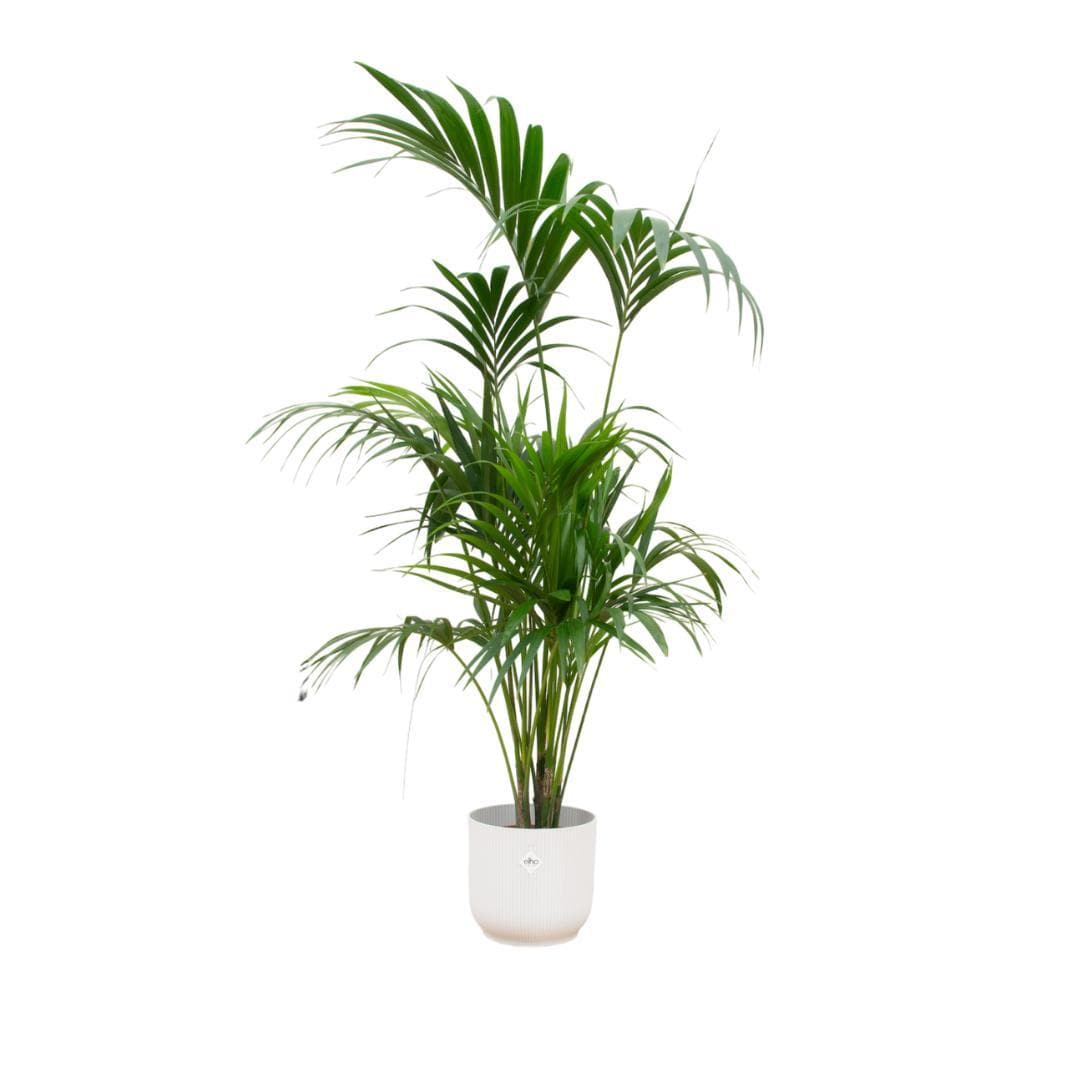 Kentia Palme im Elho Vibes Fold Runden Topf Weiß Ø30cm - Höhe 180cm - grüne-wurzel