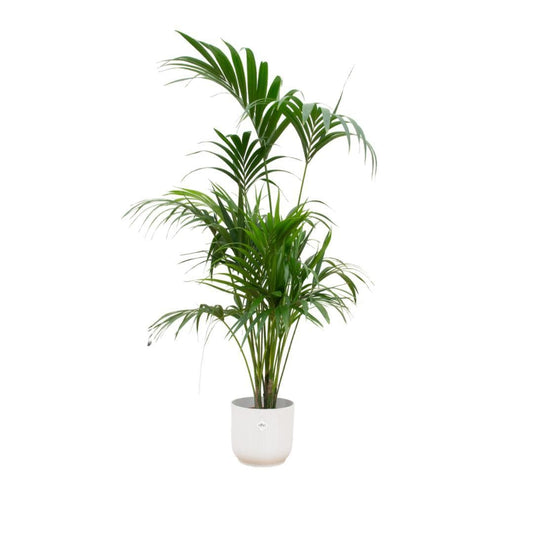 Kentia Palme im Elho Vibes Fold Runden Topf Weiß Ø30cm - Höhe 180cm - grüne-wurzel