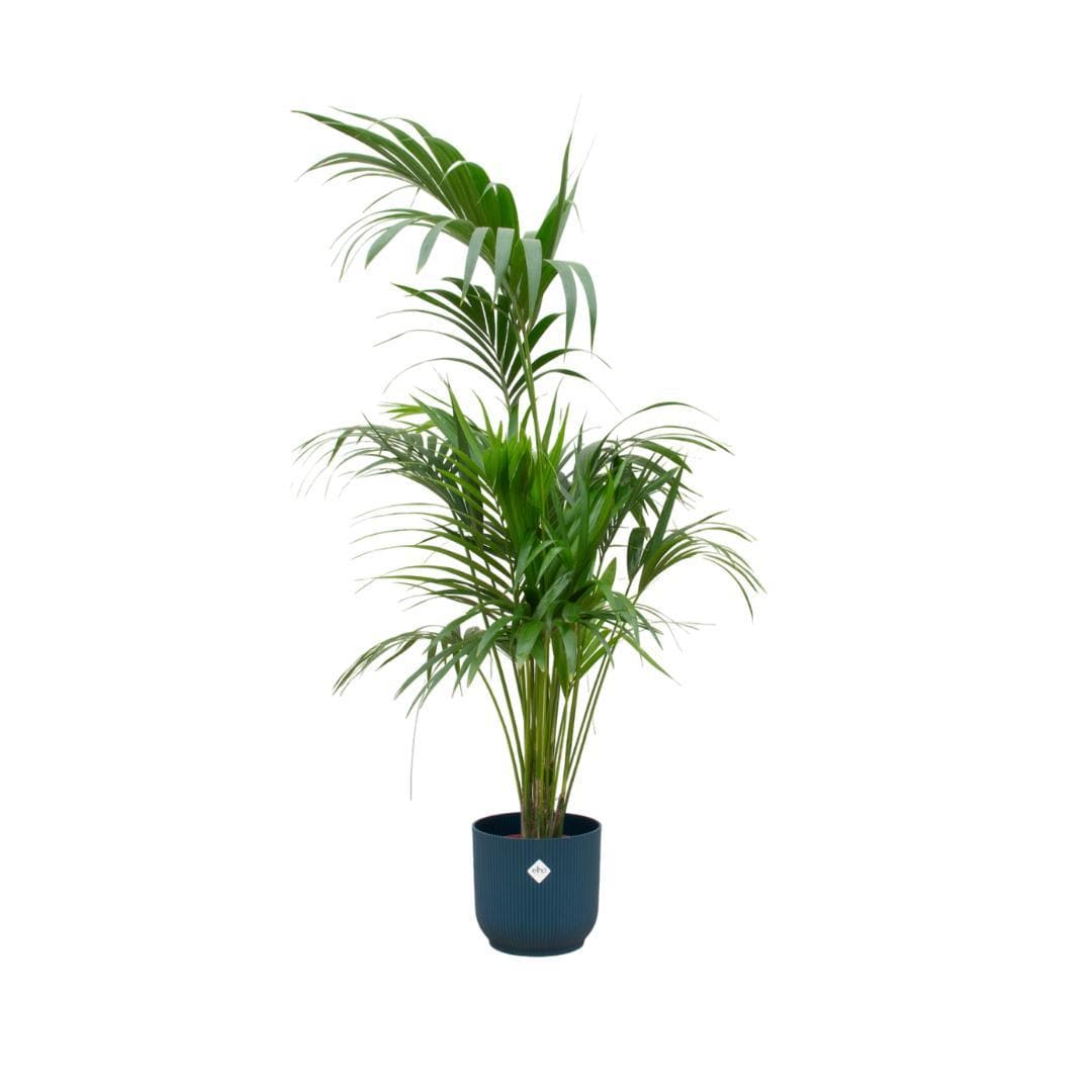 Kentia-Palme inklusive Elho Vibes Fold blau Ø30 - 180 cm – Elegantes Raumhighlight - grüne-wurzel