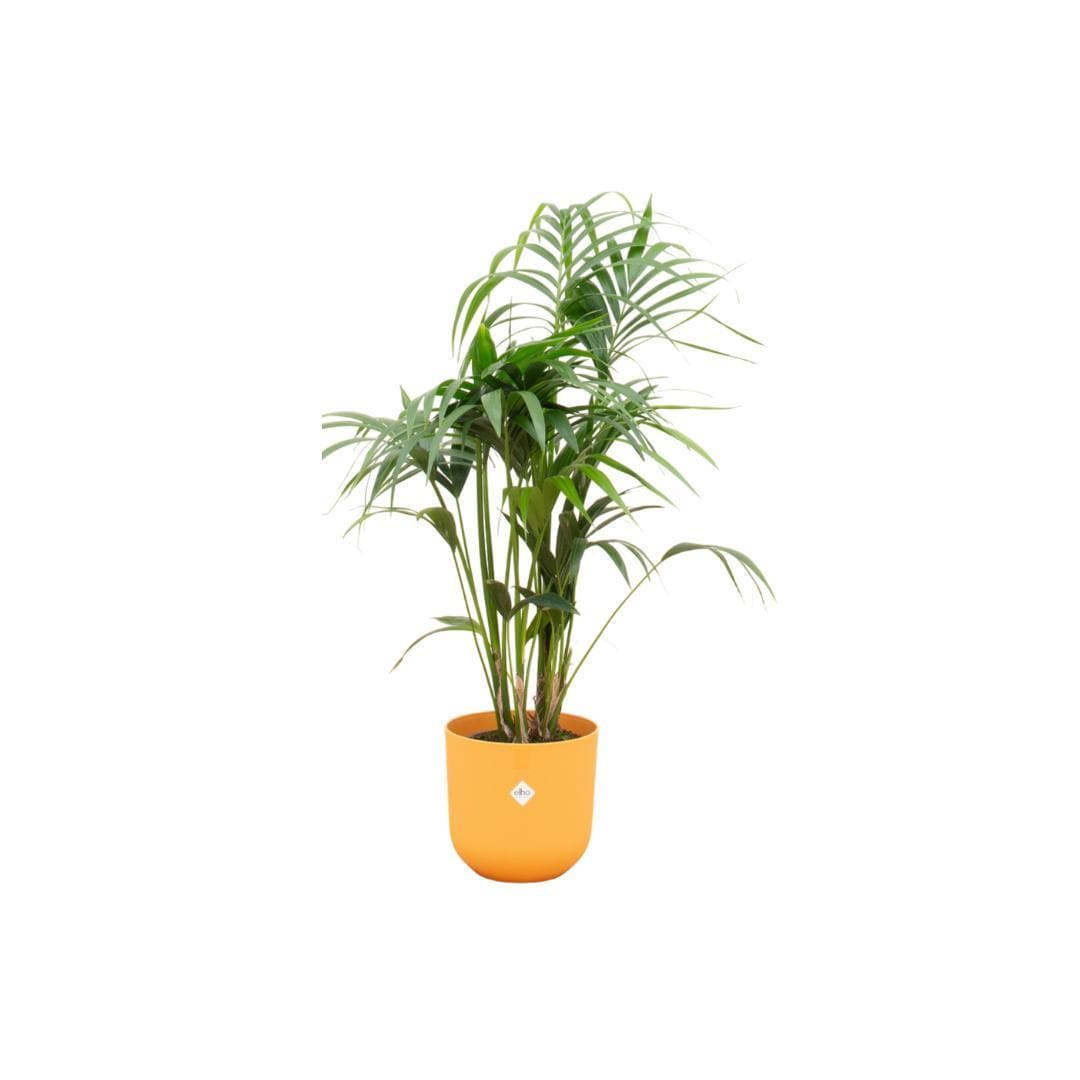 Kentia Palme mit Elho Jazz Round Topf Gelb Ø26 cm - Höhe 130 cm - grüne-wurzel