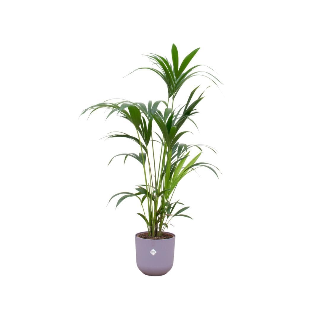 Kentia-Palme mit Elho Jazz Round Topf Lila Ø26 cm - Höhe 160 cm - grüne-wurzel