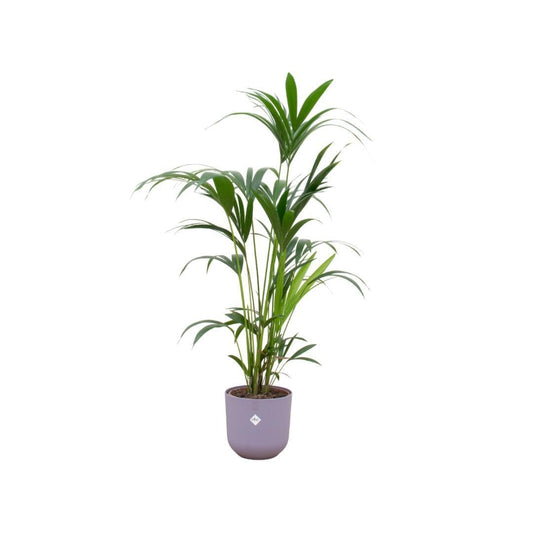 Kentia-Palme mit Elho Jazz Round Topf Lila Ø26 cm - Höhe 160 cm - grüne-wurzel