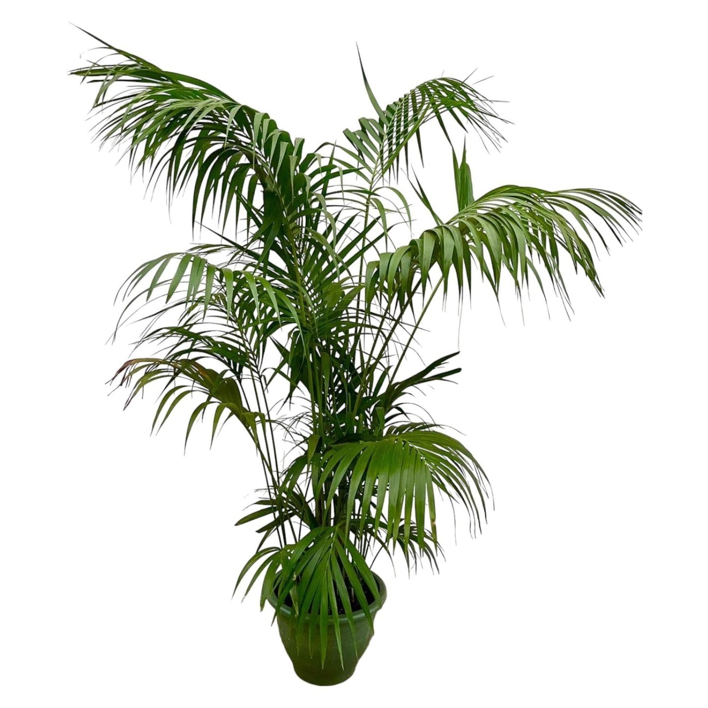 Kentia Palme XXL - Howea Forsteriana - Höhe 260 cm, Topf Ø35 cm - grüne-wurzel