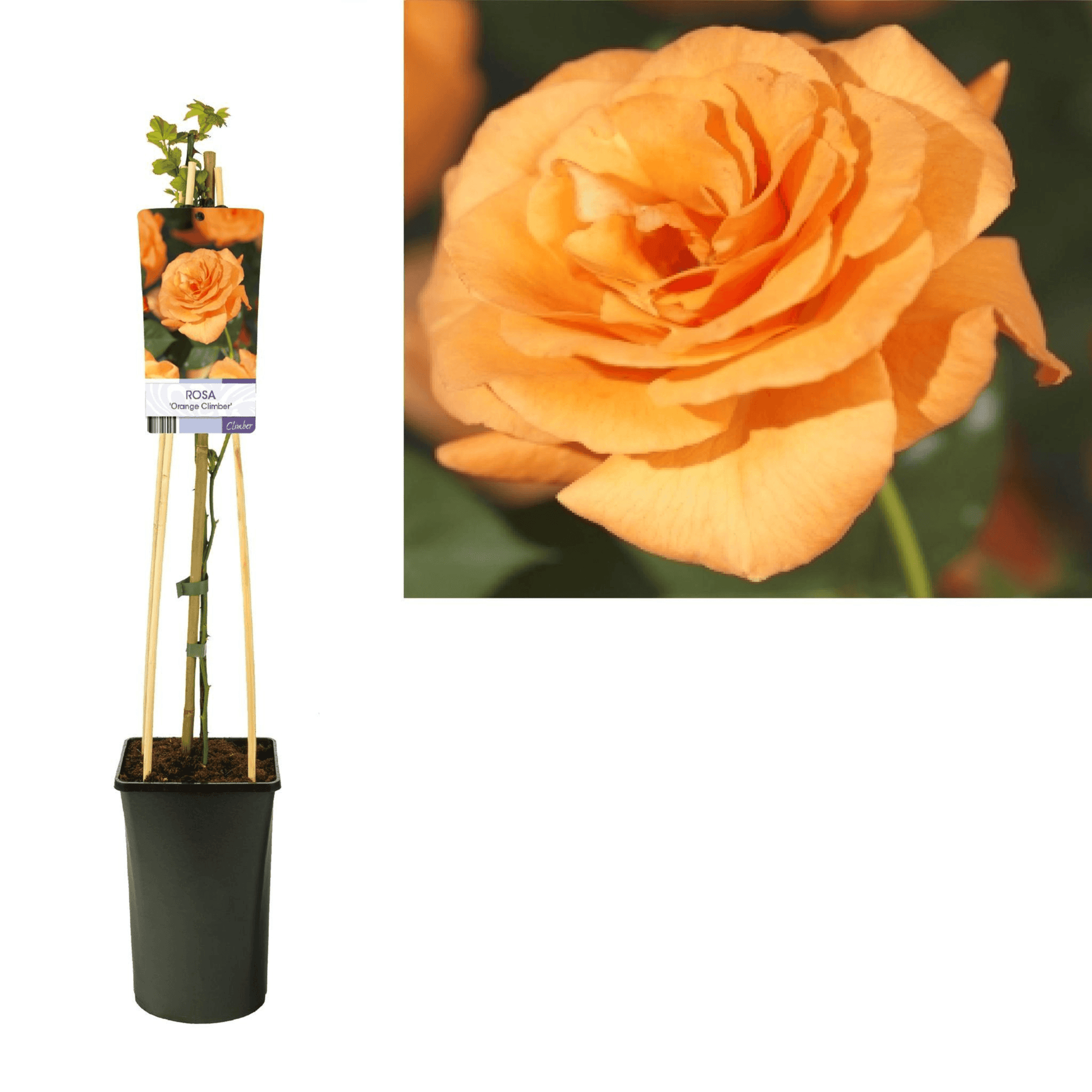 Kletterrose 'Orange Climber' – Exquisite Terrakotta-Blüten für Garten & Terrasse Orange Rose Blume Pflanze - grüne-wurzel