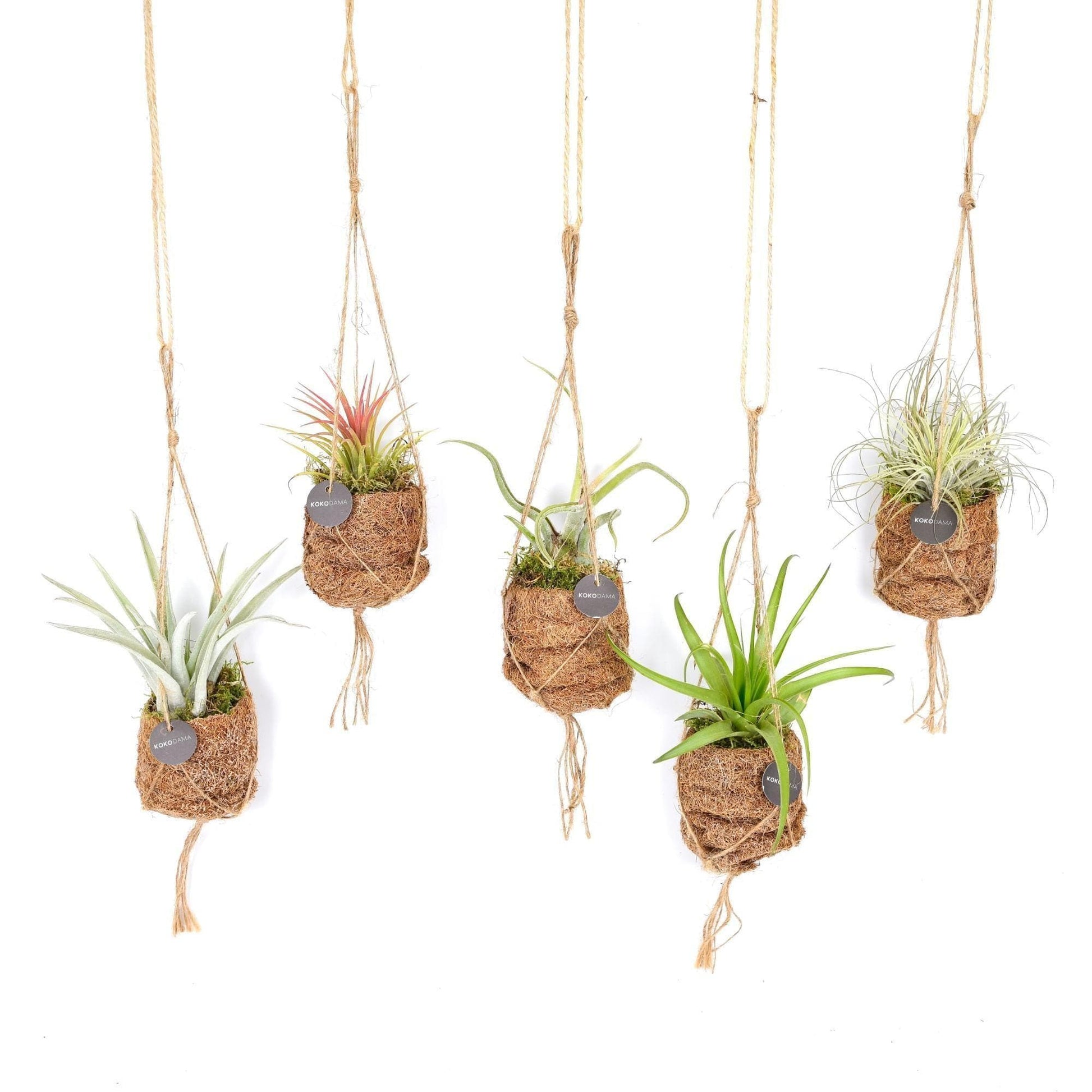 Kokodama Birdnest Tillandsia Mix - 5 Stücke - Ø7cm - ↕5cm - grüne-wurzel