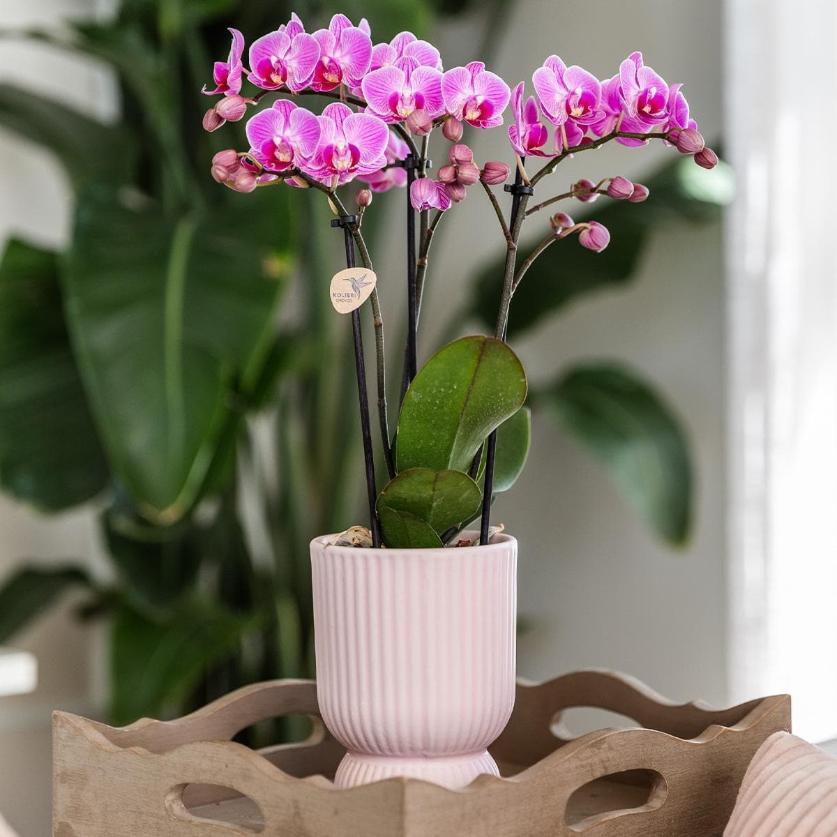 Kolibri Home | Diabolo pot pink - Ø6cm - grüne-wurzel