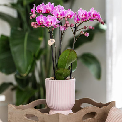 Kolibri Home | Diabolo pot pink - Ø9cm - grüne-wurzel