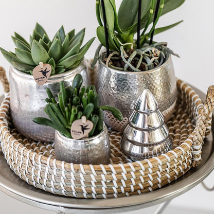 Kolibri Home | Elite silver pot - topfgröße Ø9cm - Ø9cm - grüne-wurzel