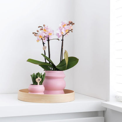 Kolibri Home | Tower rosa Blumentopf - rosa Keramik Ziertopf - Ø9cm - grüne-wurzel