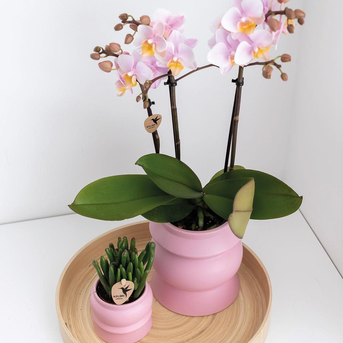 Kolibri Home | Tower rosa Blumentopf - rosa Keramik Ziertopf - Ø6cm - grüne-wurzel