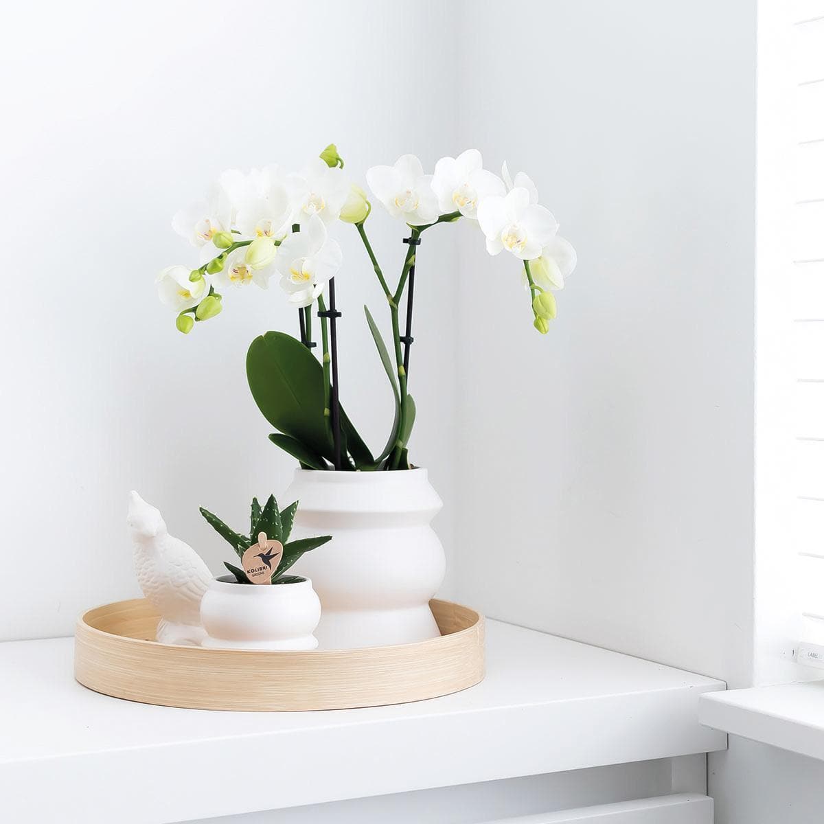 Kolibri Home | Tower weißer Blumentopf - weißer Keramik-Ziertopf - Ø9cm - grüne-wurzel