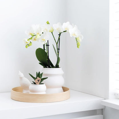 Kolibri Home | Tower weißer Blumentopf - weißer Keramik-Ziertopf - Ø9cm - grüne-wurzel