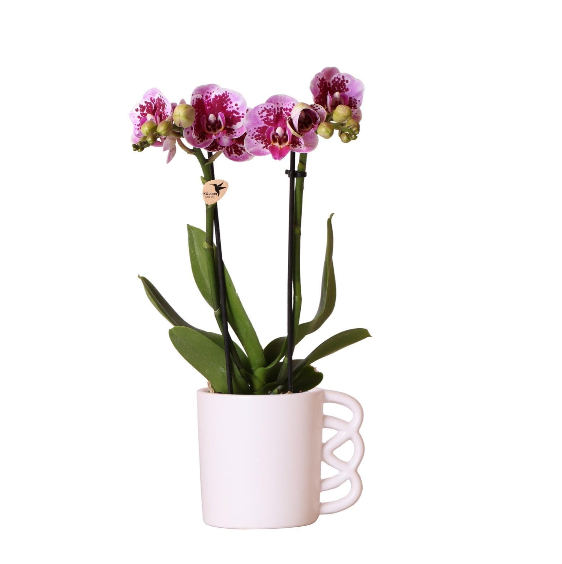 Kolibri Orchids | Rosa lila Phalaenopsis Orchidee - El Salvador + Happy Mug Ziertopf weiß - Topfgröße Ø9cm - 35cm hoch | blühende Zimmerpflanze - frisch vom Züchter - grüne-wurzel