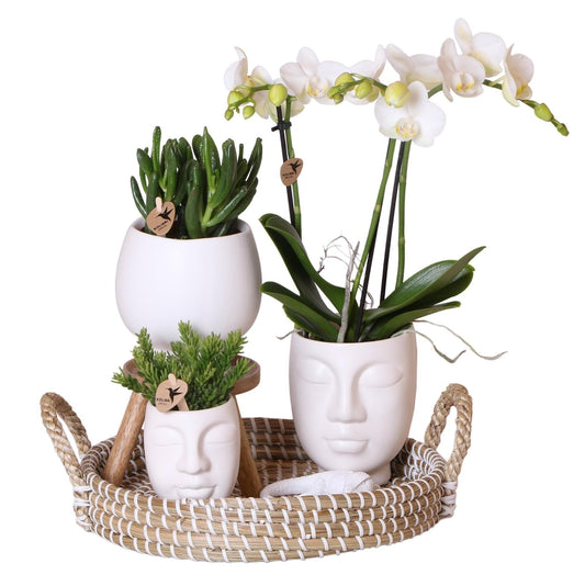 Kolibri Orchideen | Komplettes Pflanzenset Face-2-Face weiß | Grünpflanzen mit weißer Phalaenopsis-Orchidee im weißen Scandic-Dekotopf und weißem Face-2-Face-Dekotopf inkl. Zubehör. - grüne-wurzel