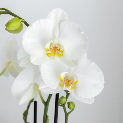 Kolibri Orchideen | Komplettes Pflanzenset Face-2-Face weiß | Grünpflanzen mit weißer Phalaenopsis-Orchidee im weißen Scandic-Dekotopf und weißem Face-2-Face-Dekotopf inkl. Zubehör. - grüne-wurzel