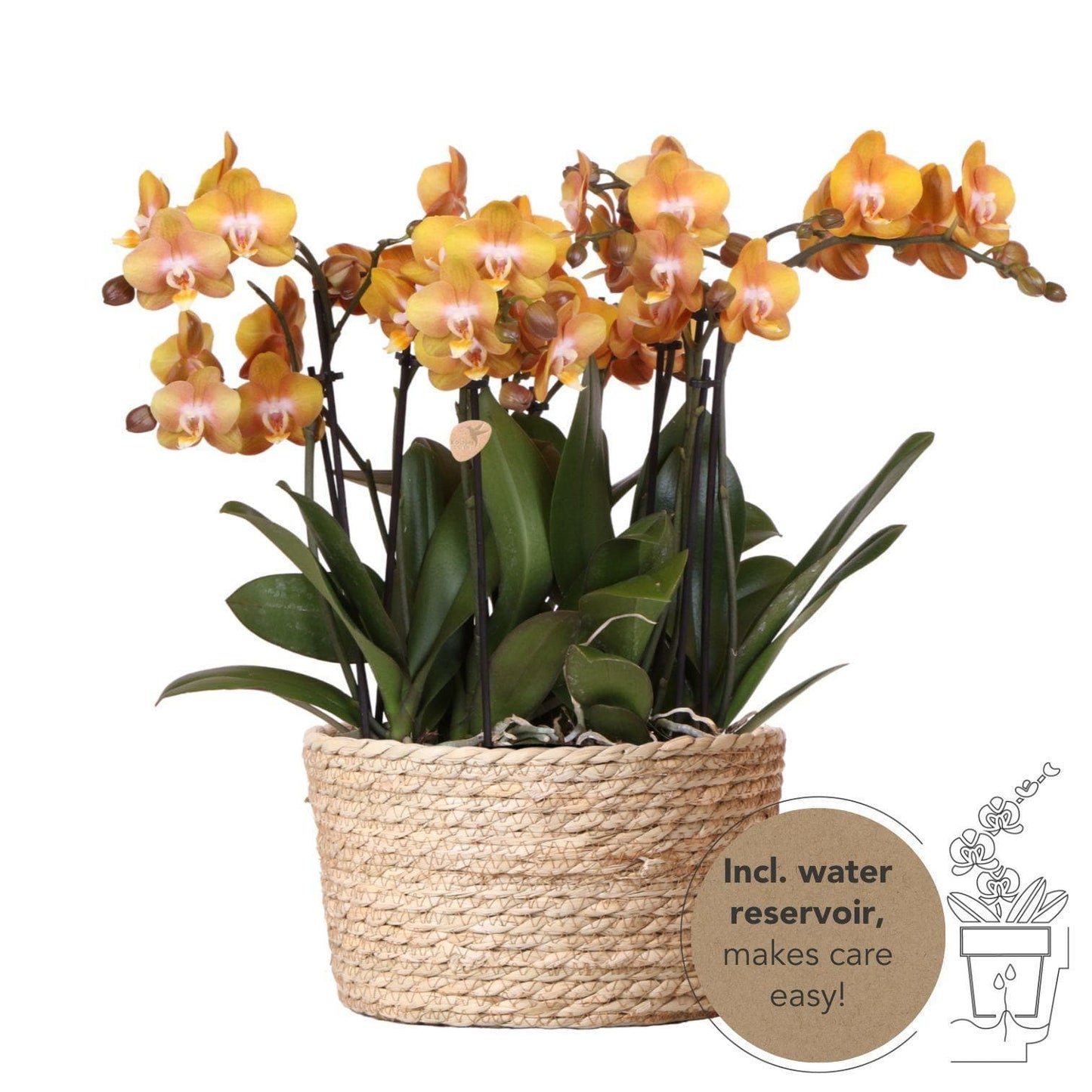 "Kolibri Orchids Exquisite | Orange Orchideen im natürlichen Schilfkorb mit Selbstbewässerung | Las Vegas 12 cm" - grüne-wurzel