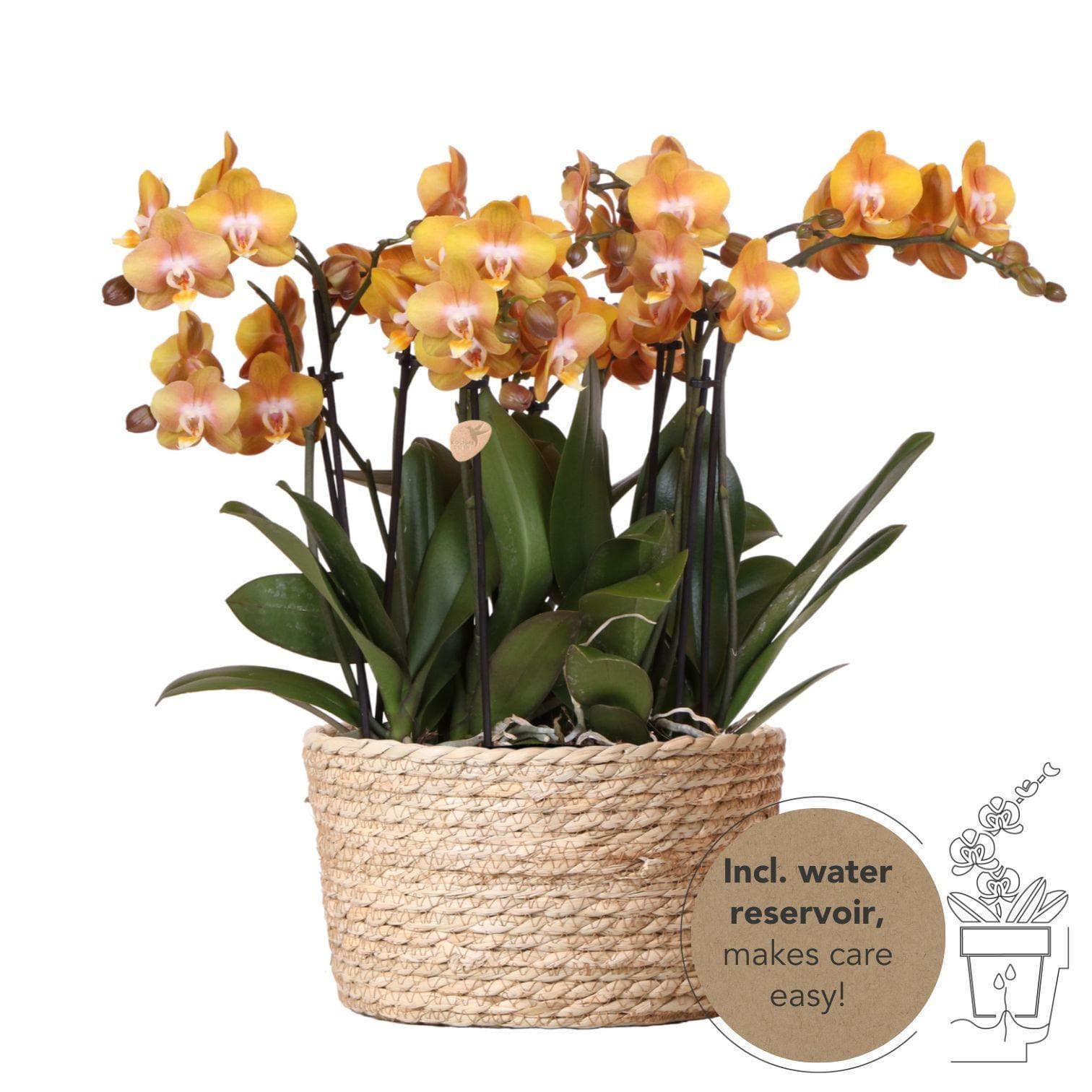 "Kolibri Orchids Exquisite | Orange Orchideen im natürlichen Schilfkorb mit Selbstbewässerung | Las Vegas 12 cm" - grüne-wurzel