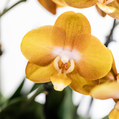 "Kolibri Orchids Exquisite | Orange Orchideen im natürlichen Schilfkorb mit Selbstbewässerung | Las Vegas 12 cm" - grüne-wurzel