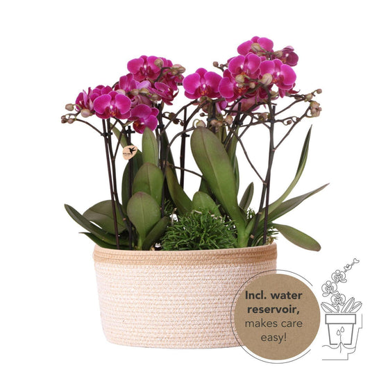 Kolibri Orchids | lila Pflanzenset im Baumwollkorb inkl. Wassertank | drei lila Orchideen Morelia 9cm und drei Grünpflanzen Rhipsalis | Dschungelstrauß lila mit autarkem Wassertank - grüne-wurzel