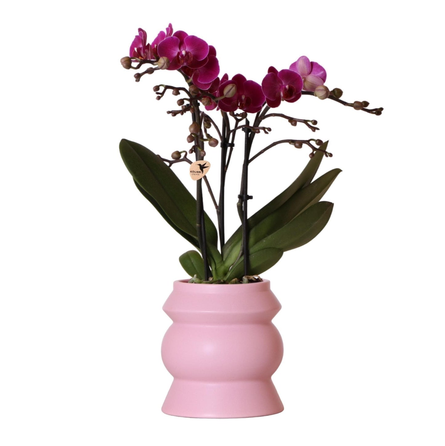 Kolibri Orchids | lila Phalaenopsis Orchidee - Morelia im Turmziertopf rosa - Topfgröße Ø9cm - 40cm hoch | blühende Zimmerpflanze im Blumentopf - frisch vom Züchter - grüne-wurzel