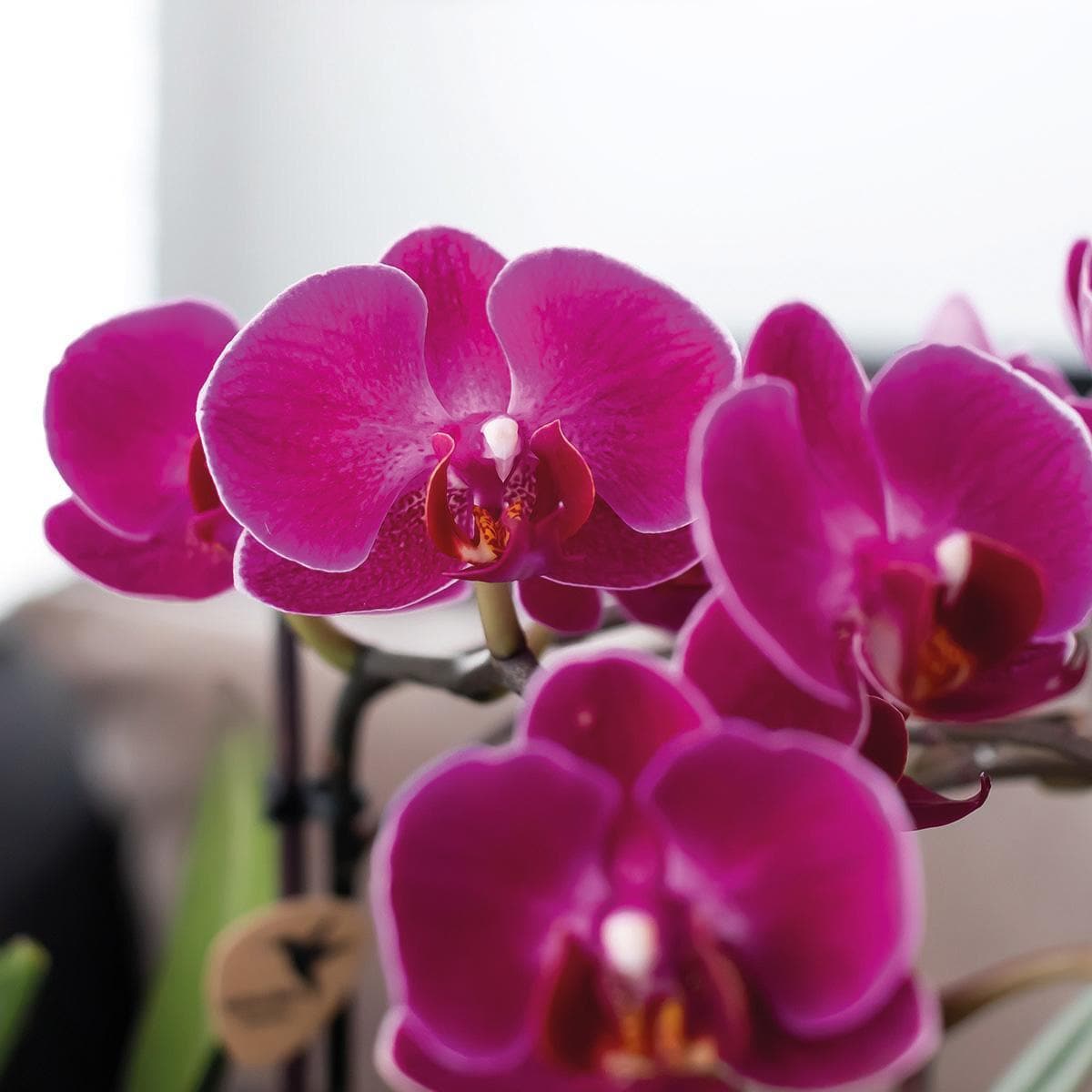 Kolibri Orchids | lila Phalaenopsis Orchidee - Morelia im Turmziertopf rosa - Topfgröße Ø9cm - 40cm hoch | blühende Zimmerpflanze im Blumentopf - frisch vom Züchter - grüne-wurzel