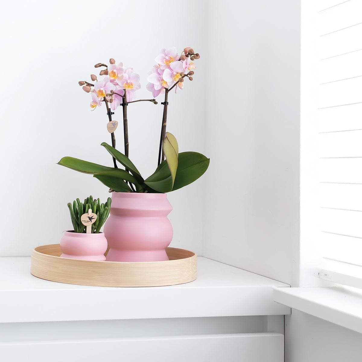 Kolibri Orchids | lila Phalaenopsis Orchidee - Morelia im Turmziertopf rosa - Topfgröße Ø9cm - 40cm hoch | blühende Zimmerpflanze im Blumentopf - frisch vom Züchter - grüne-wurzel