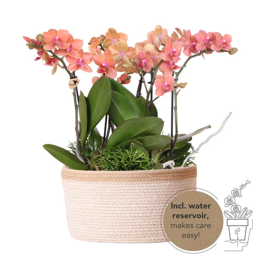 Kolibri Orchids | orangefarbenes Pflanzenset im Baumwollkorb inkl. Wassertank | drei orangefarbene Orchideen Bozen 9cm und drei Grünpflanzen Rhipsalis | Dschungelstrauß orange mit autarkem Wassertank - grüne-wurzel