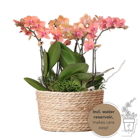 Kolibri Orchids | orangefarbenes Pflanzenset im Schilfkorb inkl. Wassertank | drei orangefarbene Orchideen Bozen 9cm und drei Grünpflanzen Rhipsalis | Dschungelstrauß orange mit autarkem Wassertank - grüne-wurzel