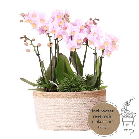 Kolibri Orchids | rosa Pflanzenset im Baumwollkorb inkl. Wassertank | drei rosa Orchideen Andorra 9cm und drei Grünpflanzen Rhipsalis | Dschungelstrauß rosa mit autarkem Wassertank - grüne-wurzel