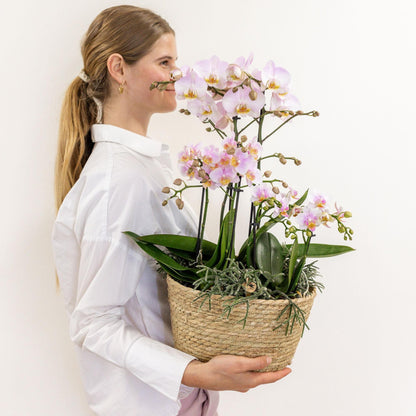 Kolibri Orchids | rosa Pflanzenset im Baumwollkorb inkl. Wassertank | drei rosa Orchideen und drei Grünpflanzen Rhipsalis | Feldblumenstrauß rosa mit autarkem Wassertank - grüne-wurzel