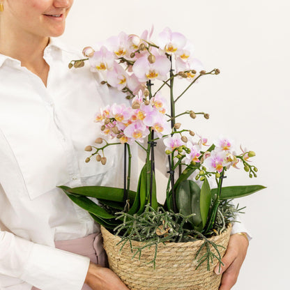 Kolibri Orchids | rosa Pflanzenset im Baumwollkorb inkl. Wassertank | drei rosa Orchideen und drei Grünpflanzen Rhipsalis | Feldblumenstrauß rosa mit autarkem Wassertank - grüne-wurzel