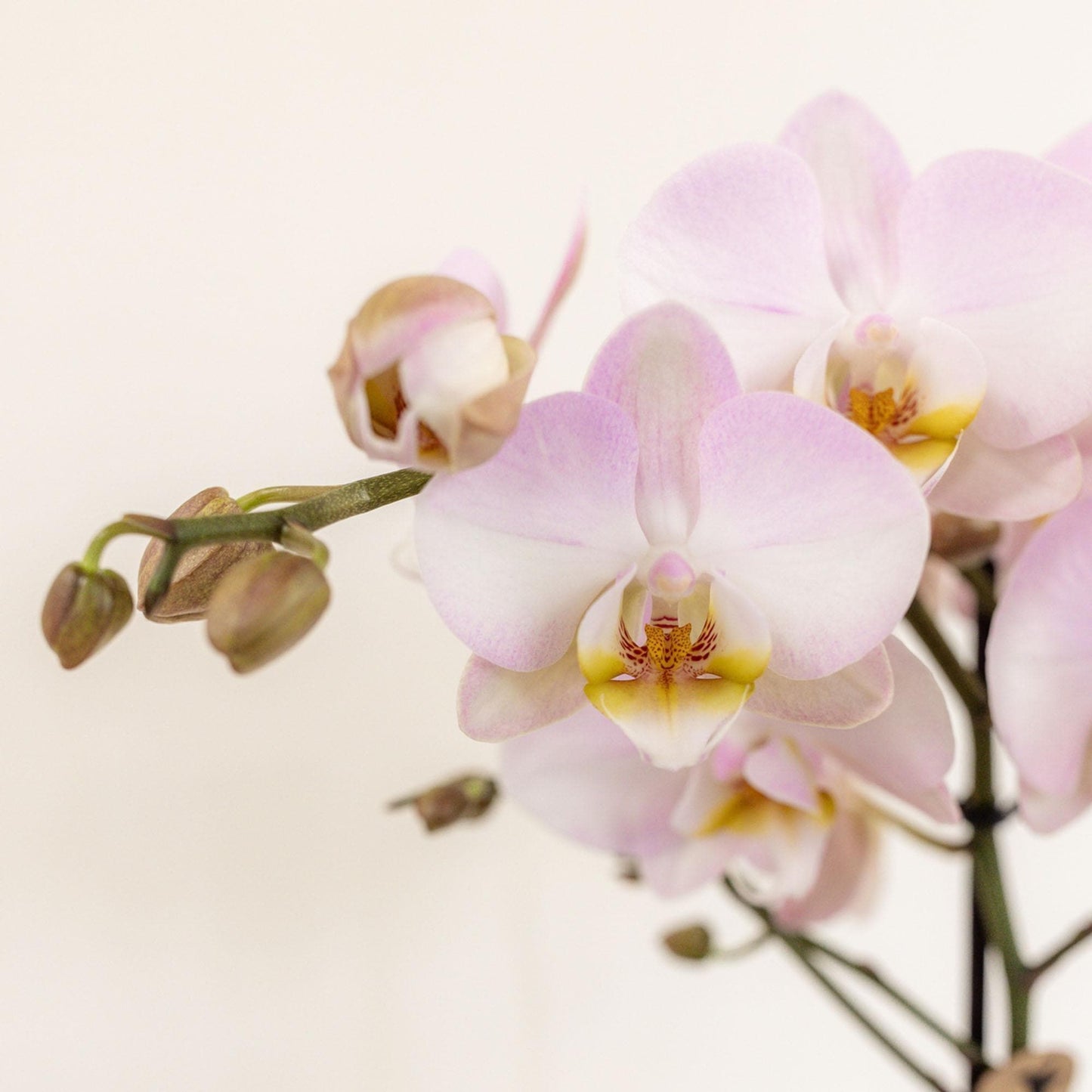 Kolibri Orchids | rosa Pflanzenset im Baumwollkorb inkl. Wassertank | drei rosa Orchideen und drei Grünpflanzen Rhipsalis | Feldblumenstrauß rosa mit autarkem Wassertank - grüne-wurzel