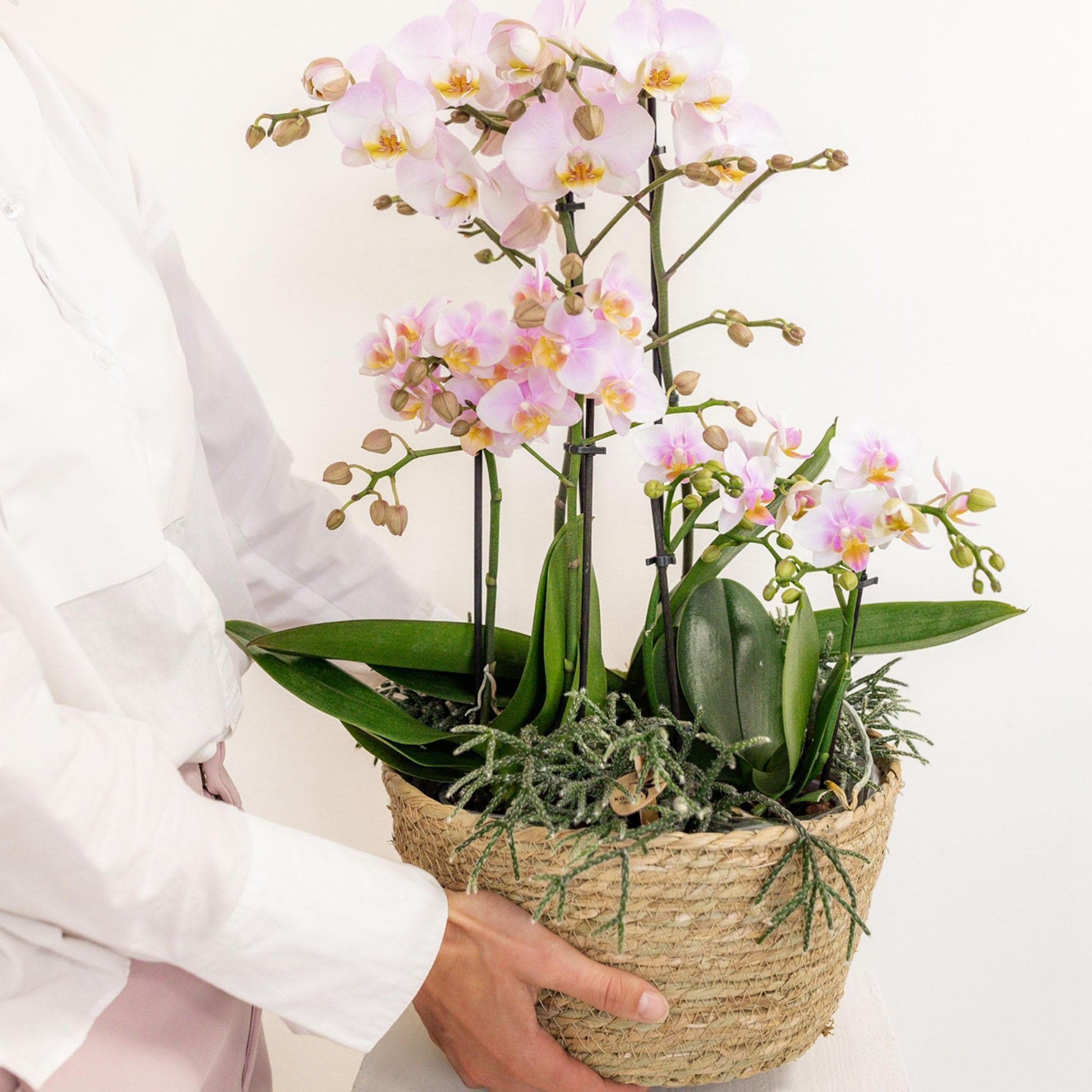 Kolibri Orchids | rosa Pflanzenset im Baumwollkorb inkl. Wassertank | drei rosa Orchideen und drei Grünpflanzen Rhipsalis | Feldblumenstrauß rosa mit autarkem Wassertank - grüne-wurzel