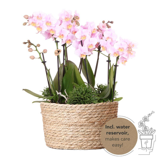 Kolibri Orchids | rosa Pflanzenset im Schilfkorb inkl. Wassertank | drei rosa Orchideen Andorra 9cm und drei Grünpflanzen Rhipsalis | Dschungelstrauß rosa mit autarkem Wassertank - grüne-wurzel