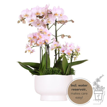 Kolibri Orchids | rosa Pflanzenset in Scandic-Schale inkl. Wasserreservoir | drei rosa Orchideen und drei Grünpflanzen Rhipsalis | Feldstrauß rosa mit autarkem Wasserreservoir - grüne-wurzel