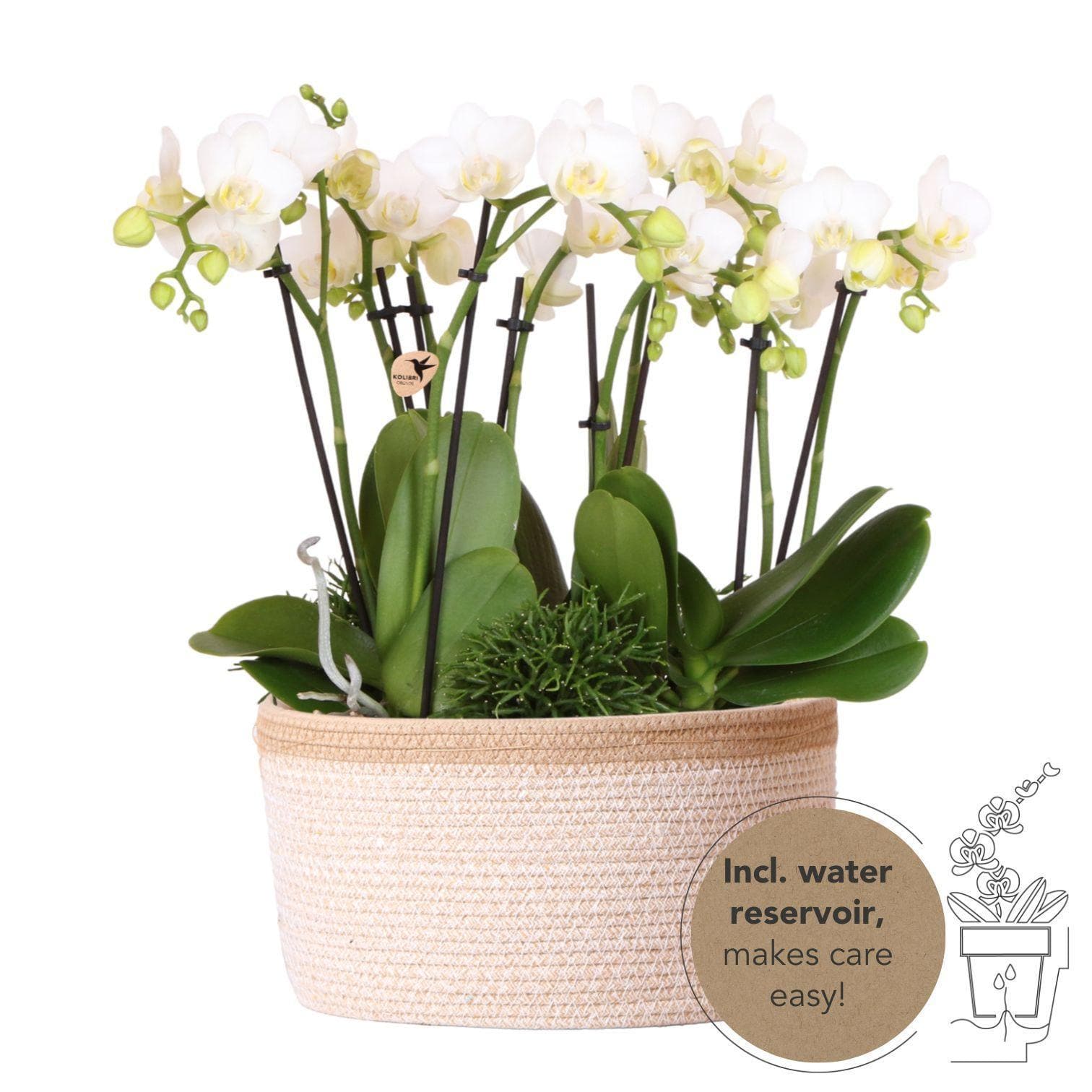 Kolibri Orchids | weißes Pflanzenset im Baumwollkorb inkl. Wassertank | drei weiße Orchideen Amabilis 9cm und drei Grünpflanzen Rhipsalis | Dschungelstrauß weiß mit autarkem Wassertank - grüne-wurzel