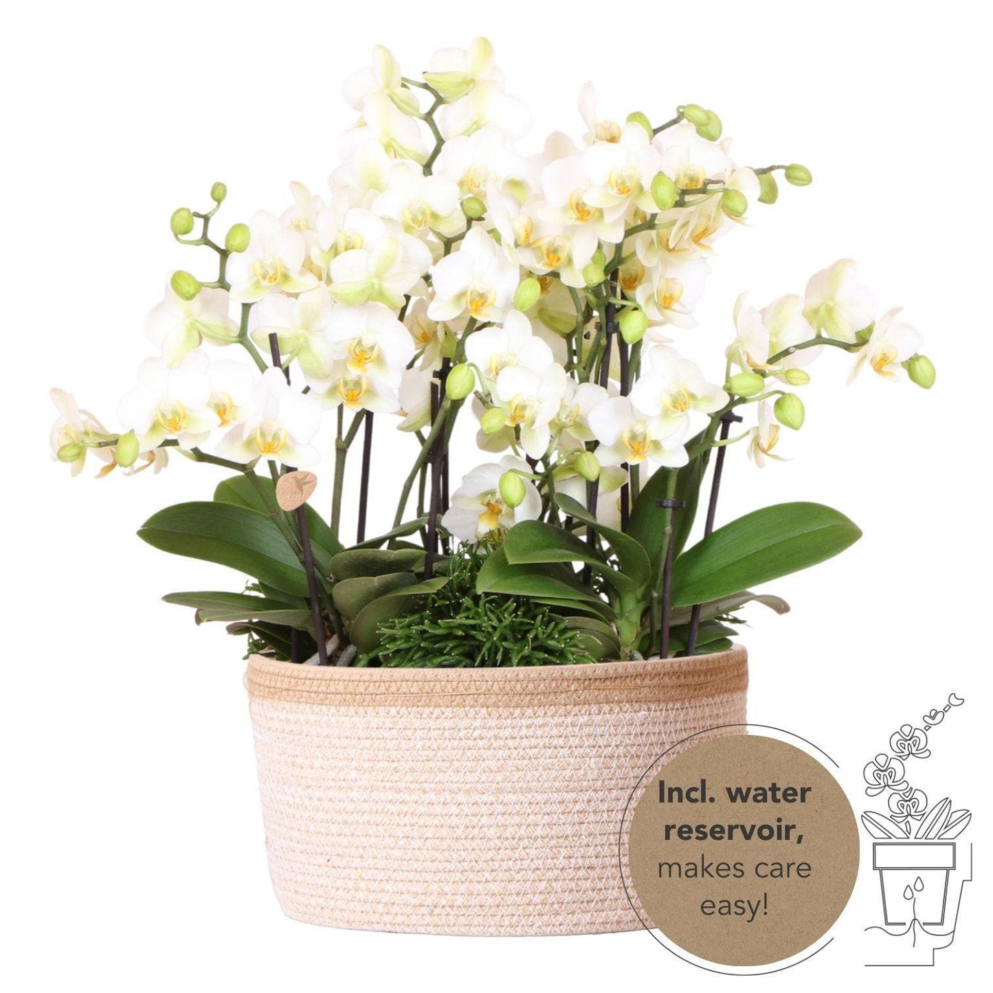 Kolibri Orchids | weißes Pflanzenset im Baumwollkorb inkl. Wassertank | drei weiße Orchideen Lausanne 9cm und drei Grünpflanzen Rhipsalis | Dschungelstrauß weiß mit autarkem Wassertank - grüne-wurzel