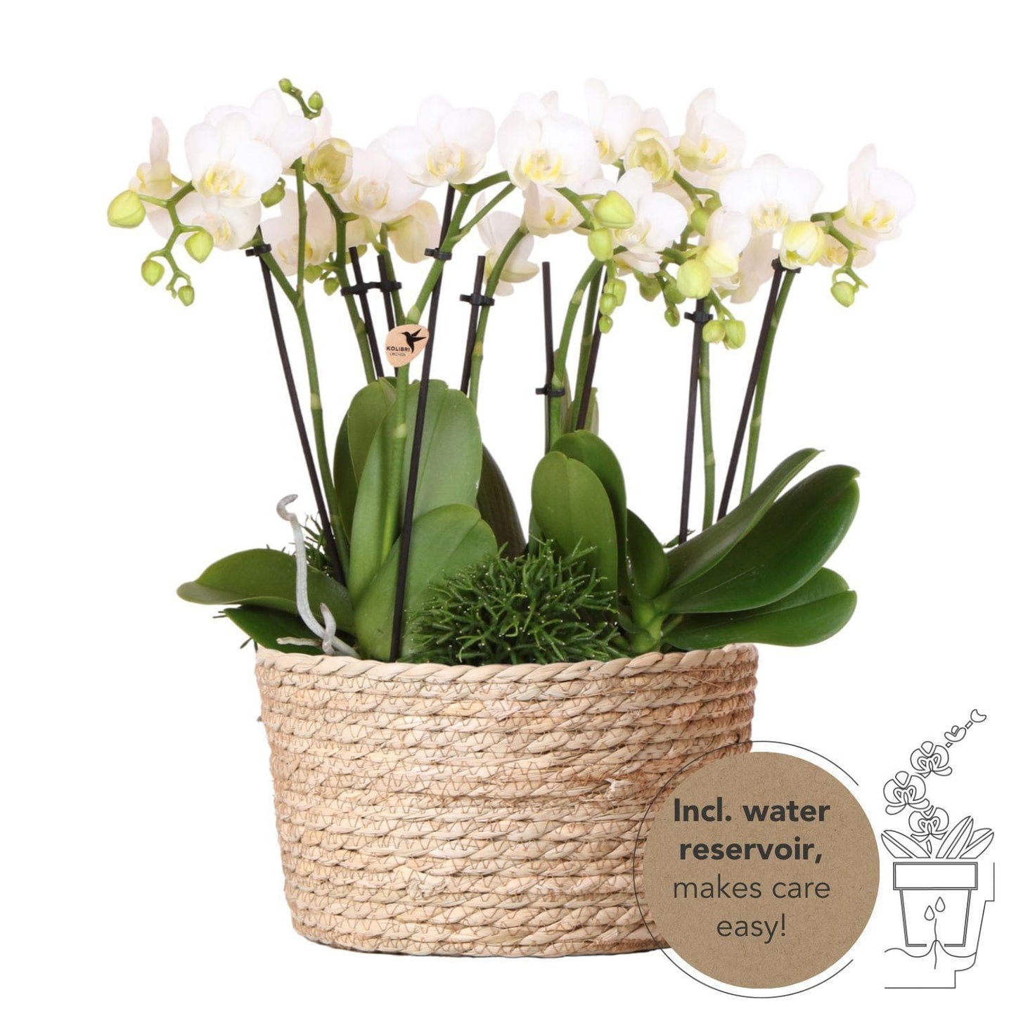 Kolibri Orchids | weißes Pflanzenset im Schilfkorb inkl. Wassertank | drei weiße Orchideen Amabilis 9cm und drei Grünpflanzen Rhipsalis | Dschungelstrauß weiß mit autarkem Wassertank - grüne-wurzel