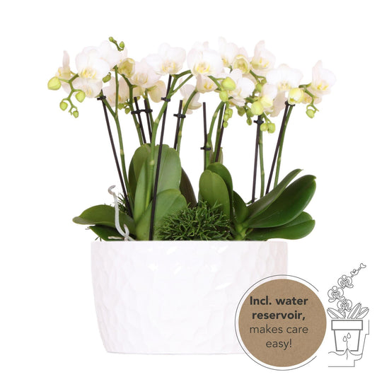 Kolibri Orchids | witte plantenset in Honey dish incl. waterreservoir | drie witte orchideeën Amabilis 9cm en drie groene planten Rhipsalis | Jungle Bouquet wit met zelfvoorzienend waterreservoir - grüne-wurzel