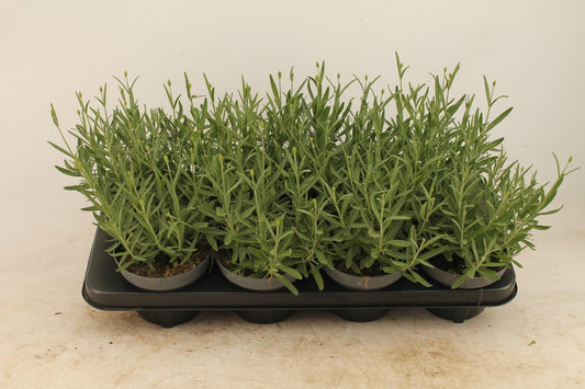 Lavandula Angustifolia Essence Purple - Ø13cm - ↕30cm - grüne-wurzel