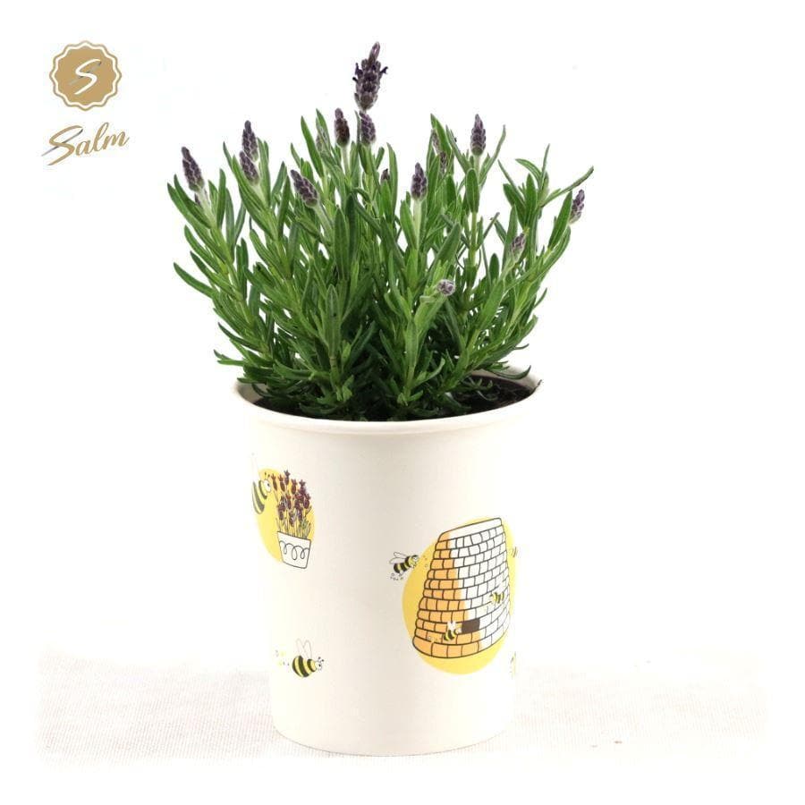 Lavandula St. 'Anouk'® Collection P12 In Cup Bee - Ø13cm - ↕30cm - grüne-wurzel