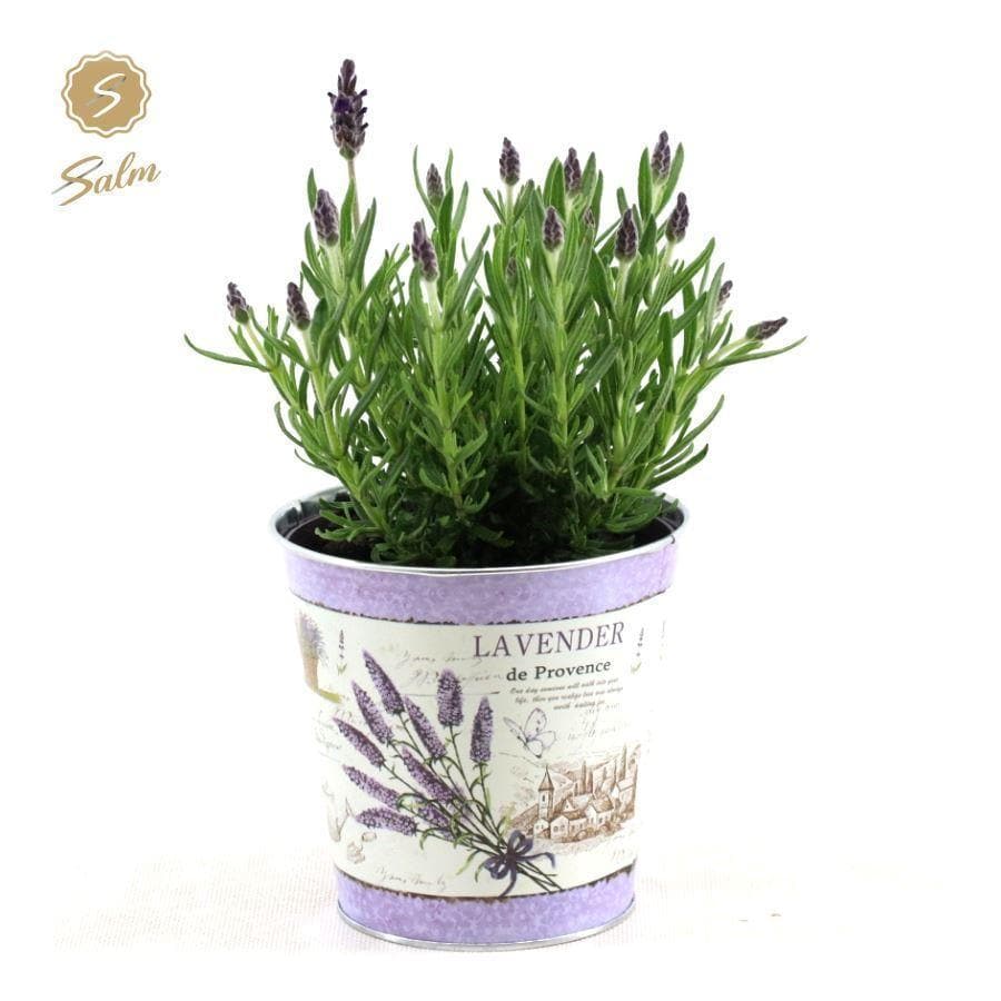 Lavandula St. 'Anouk'® Collection P12 In Zinc Lavender - Ø14cm - ↕30cm - grüne-wurzel