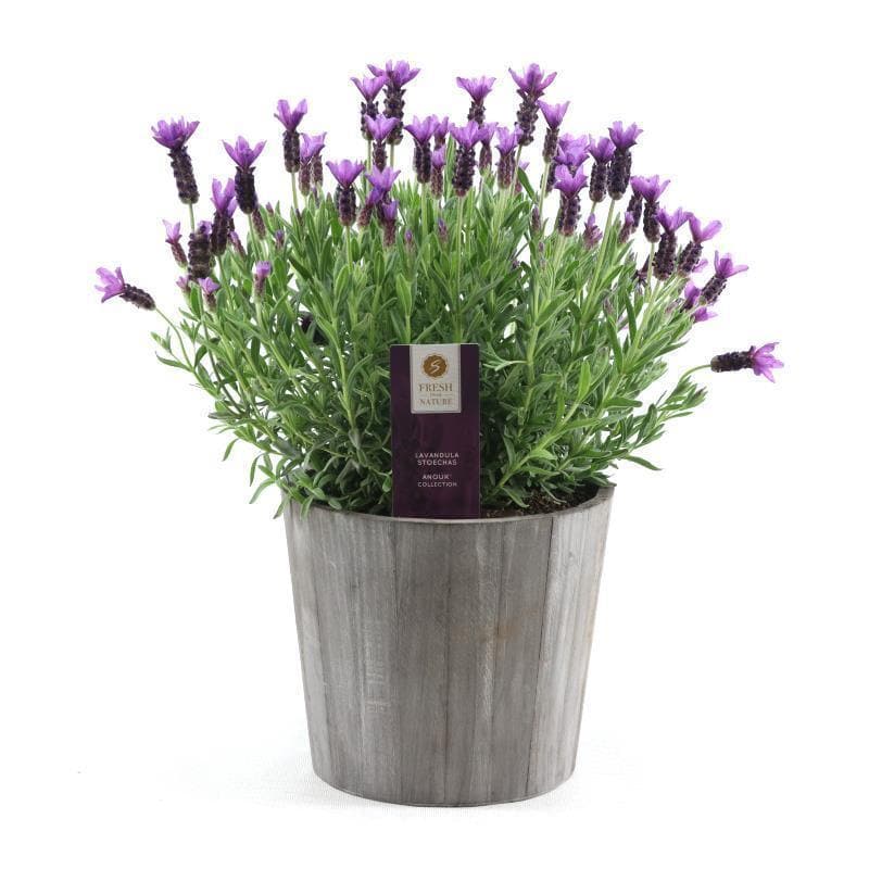 Lavandula St. 'Anouk'® Collection P19 In Wood - Ø21cm - ↕45cm - grüne-wurzel