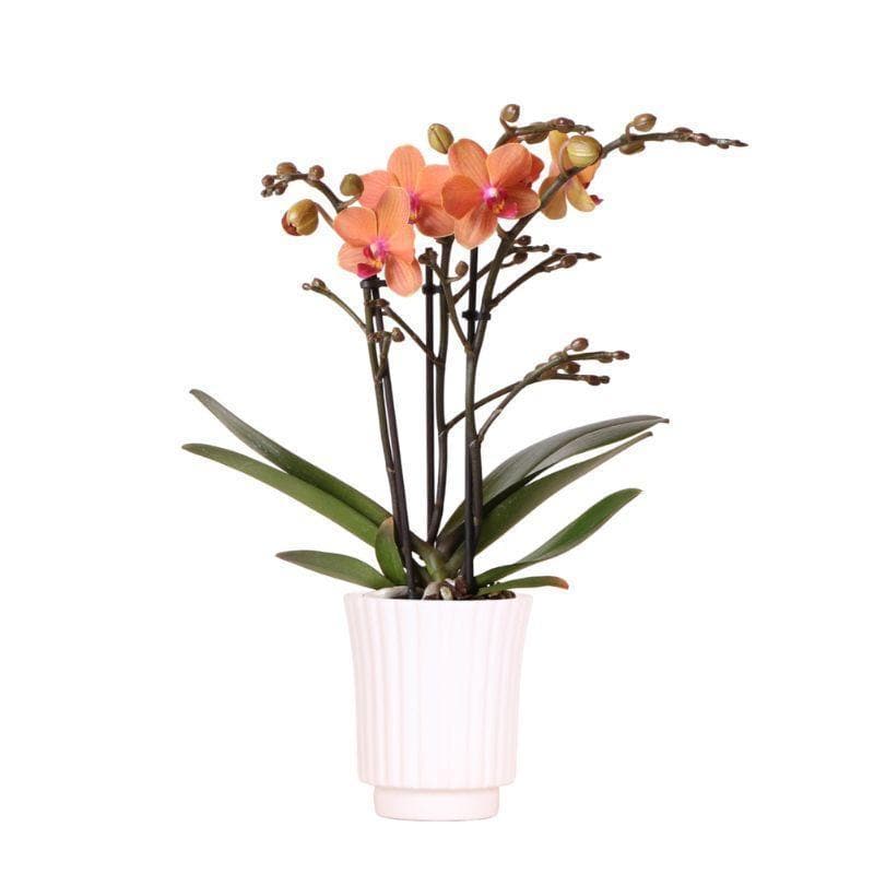 Kolibri Orchids | Orange Phalaenopsis Orchidee - Bozen + Retro weiß - Topfgröße Ø9cm - 40cm hoch | blühende Zimmerpflanze im Blumentopf - frisch vom Züchter - grüne-wurzel