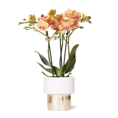 Kolibri Orchids | weiße Phalaenopsis Orchidee - Jamaica + Lush Topf - Topfgröße Ø9cm - 40cm hoch | blühende Zimmerpflanze im Blumentopf - frisch vom Züchter - grüne-wurzel