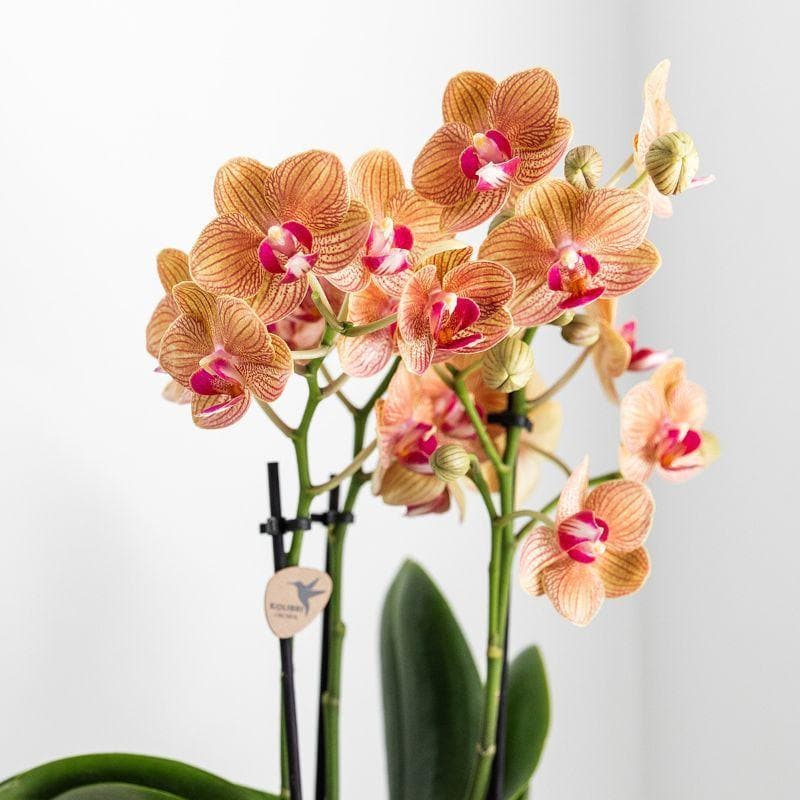 Kolibri Orchids | weiße Phalaenopsis Orchidee - Jamaica + Lush Topf - Topfgröße Ø9cm - 40cm hoch | blühende Zimmerpflanze im Blumentopf - frisch vom Züchter - grüne-wurzel