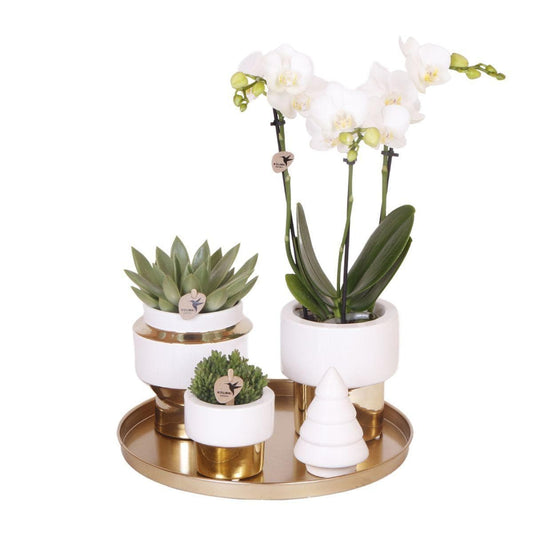 Komplettes Pflanzenset Luxury gold | Grünes Pflanzenset mit weißer Phalaenopsis-Orchidee und Sukkulenten inkl. goldenen Keramik-Ziertöpfen & Weihnachtsbaum-Accessoire - grüne-wurzel