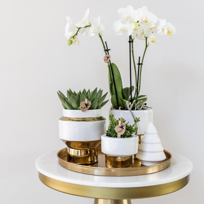 Komplettes Pflanzenset Luxury gold | Grünes Pflanzenset mit weißer Phalaenopsis-Orchidee und Sukkulenten inkl. goldenen Keramik-Ziertöpfen & Weihnachtsbaum-Accessoire - grüne-wurzel